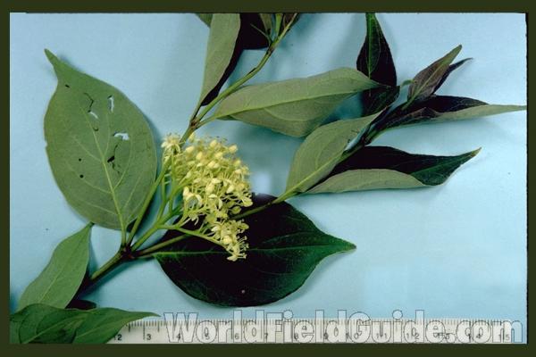 Flowers and Leaves<br>(Origin of the Specimen: Winthrop Harbor, Illinois, USA)