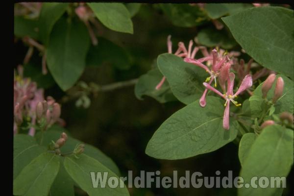 Flowers and Leaves<br>(Location of Picture: Round Lake, Illinois, USA)