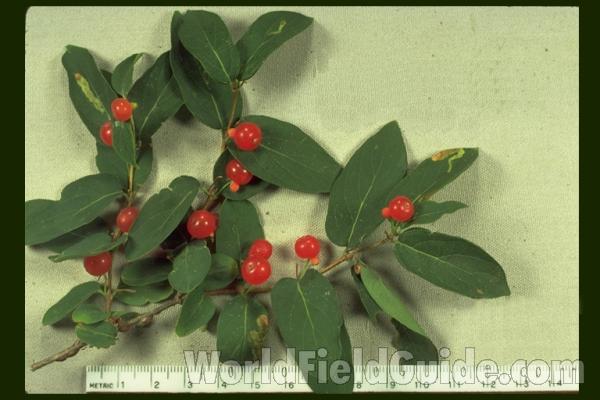 Mounted Fruits<br>(Origin of the Specimen: Round Lake, Il, USA)