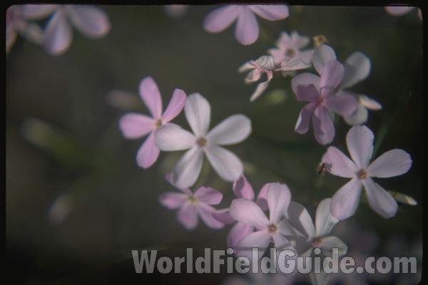 Flowers<br>(Location of Picture: Washington, USA)