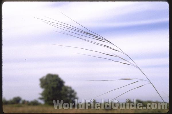 Habitat<br>(Location of Picture: Zion, Ililnois, USA)