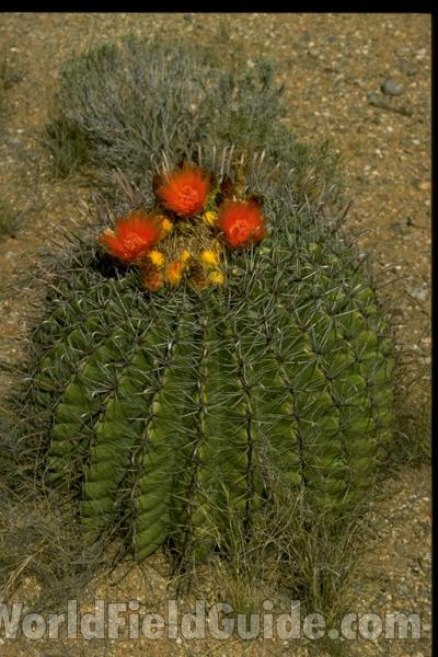Top Of Plant in  Bloom<br>(Location of Picture: Tucson, Arizona)