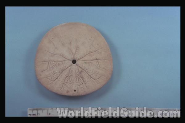 <br>(Origin of the Specimen: Washington, USA)<br>(Origin of the Specimen: Washington, USA)