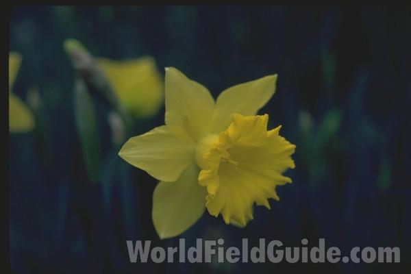 Flower - Angle View<br>(Location of Picture: Garden, Round Lake, Il, USA)