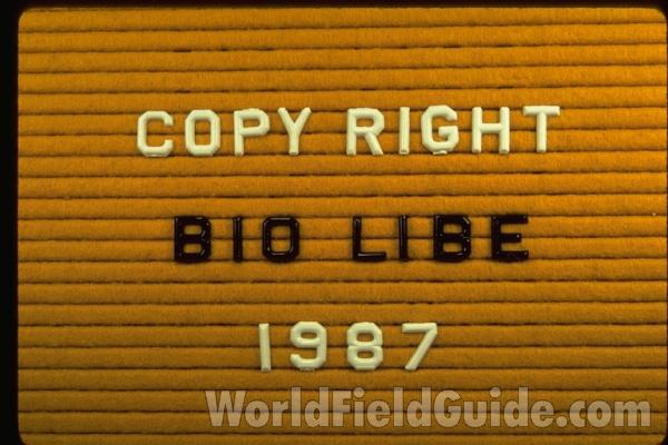 Copyright Notice