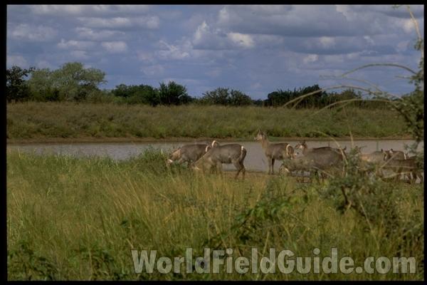 Habitat<br>(Location of Picture: Krueger National Park, South Africa)