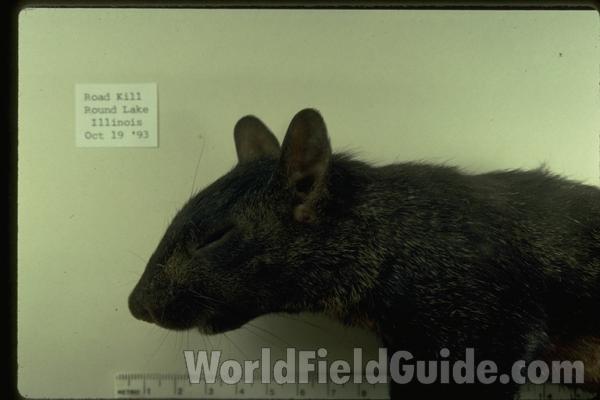 <br>(Origin of the Specimen: Round Lake, Illinois, USA)