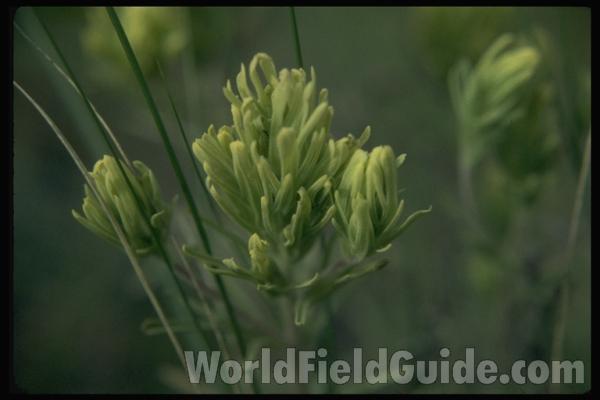 Top Of Plant<br>(Location of Picture: Okanogan, Washington, USA)<br>(Location of Picture: Sinlehkin, Washington, USA)