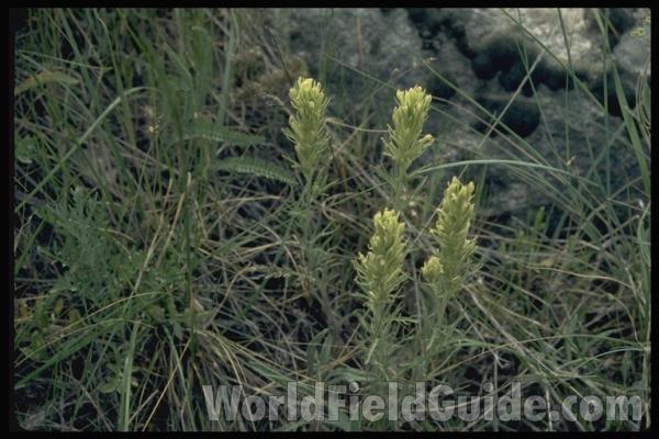 Top Of Plant<br>(Location of Picture: Okanogan, Washington, USA)<br>(Location of Picture: Sinlehkin, Washington, USA)<br>(Location of Picture: Sinlehkin, Washington, USA)