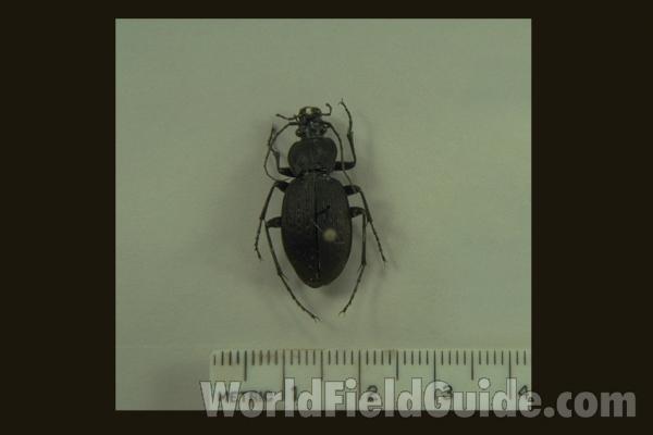 <br>(Origin of the Specimen: Maryland, USA)<br>(Origin of the Specimen: Maryland, USA: Calvert Co, July 199)
