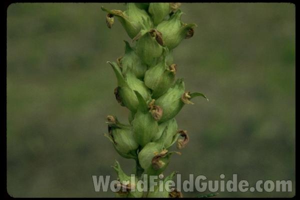Flower Raceme<br>(Location of Picture: Harts Pass, Washington, USA)<br>(Location of Picture: Browns Lake, Washington, USA)<br>(Location of Picture: Blewitt Pass, Washington, USA)