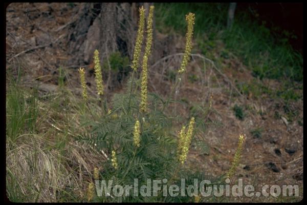 Flower Raceme<br>(Location of Picture: Harts Pass, Washington, USA)<br>(Location of Picture: Browns Lake, Washington, USA)<br>(Location of Picture: Blewitt Pass, Washington, USA)<br>(Location of Picture: Blewitt Pass, Washington, USA)