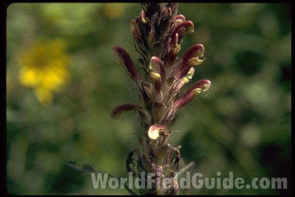Flower Raceme<br>(Location of Picture: Harts Pass, Washington, USA)<br>(Location of Picture: Browns Lake, Washington, USA)