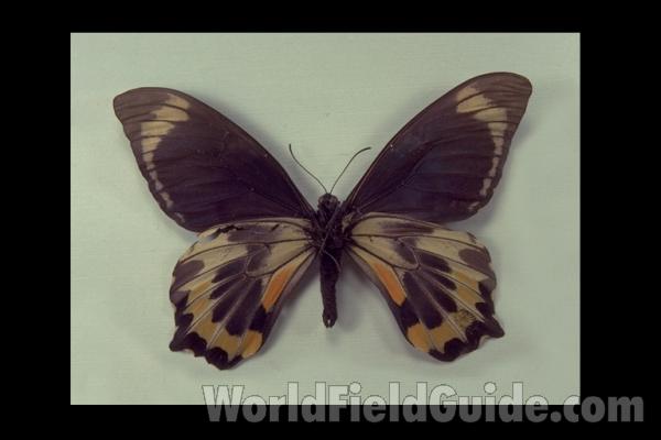 Male - Ventral<br>(Origin of the Specimen: Solomons)