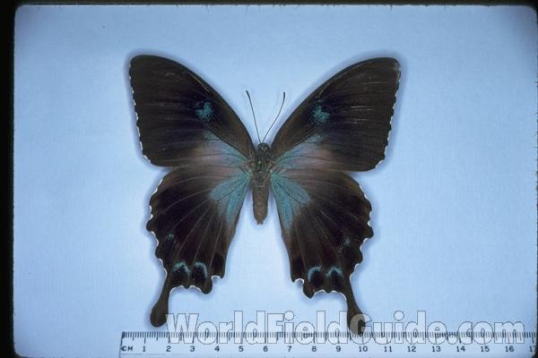Female - Ventral View<br>(Origin of the Specimen: Manus Isle, PNG, Sept 1981)<br>(Origin of the Specimen: Manus)<br>(Origin of the Specimen: Admiralty Islands)<br>(Origin of the Specimen: Manus)