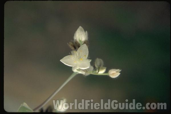 Flowers<br>(Location of Picture: Garden, Okanogan, Wa, USA, 2008)<br>(Location of Picture: Garden, Okanogan, Wa, USA)