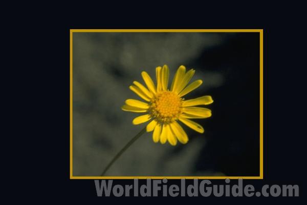 Flower<br>(Location of Picture: Washington, USA)