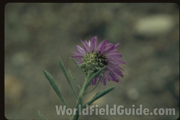 Flower Back View<br>(Location of Picture: Washington, USA)