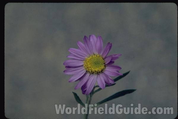 Flower Front View<br>(Location of Picture: Washington, USA)