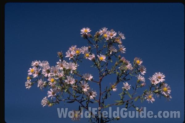 Top Of Plant<br>(Location of Picture: Washington, USA)