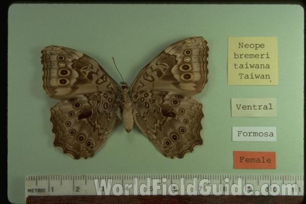 <br>(Origin of the Specimen: Taiwan)<br>(Origin of the Specimen: Taiwan)