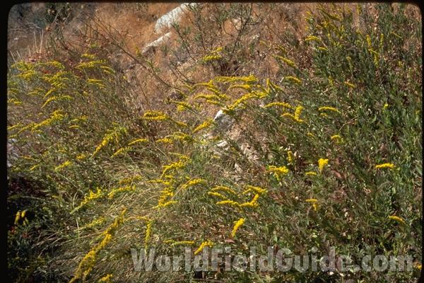 Habitat<br>(Location of Picture: Southern California, USA)