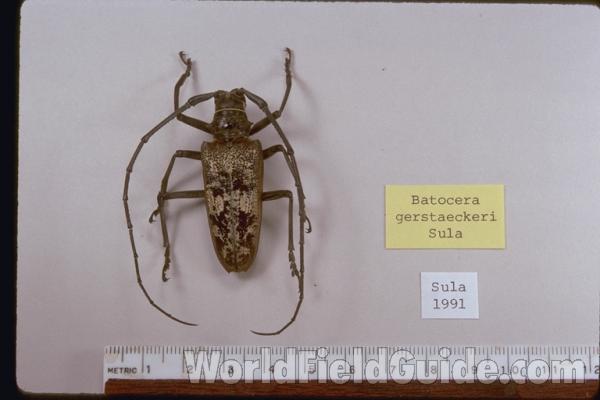 Male<br>(Origin of the Specimen: Sula, Indonesia)