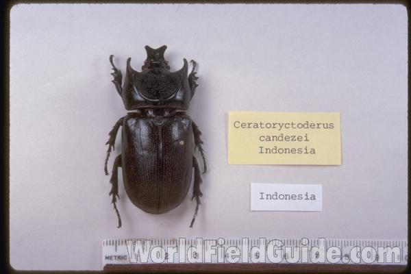 Male<br>(Origin of the Specimen: Indonesia)