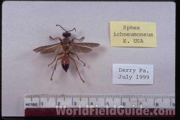 Mounted - Dorsal View<br>(Origin of the Specimen: Derry, Pennsylvania, USA)