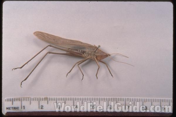 Mounted - Closer View<br>(Origin of the Specimen: Boone Co Missouri, USA)