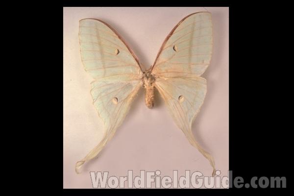 Female - Dorsal<br>(Origin of the Specimen: Taiwan)