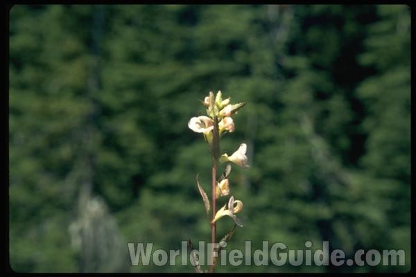 <br>(Location of Picture: Harts Pass, Washington, USA)<br>(Location of Picture: Harts Pass, Washington, USA)