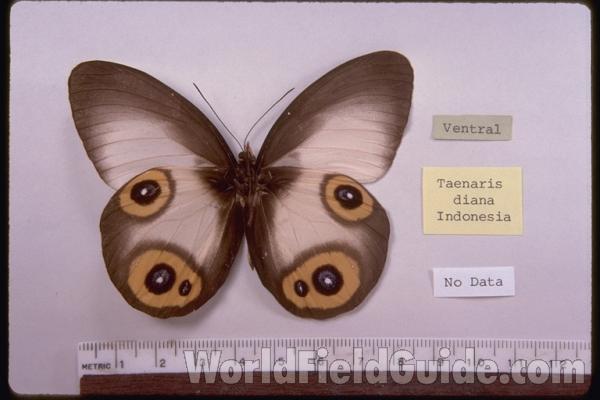 Male - Ventral<br>(Origin of the Specimen: Indonesia)
