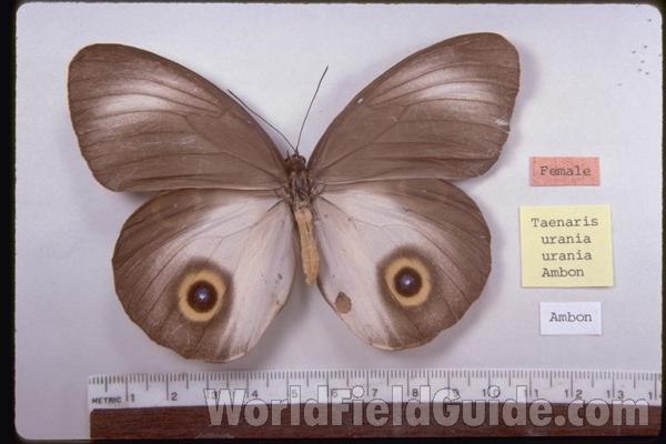 Female - Dorsal<br>(Origin of the Specimen: Ambon, Indonesia)