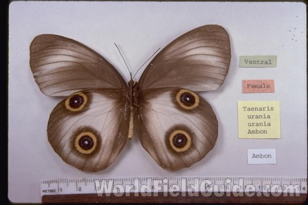 Female - Ventral<br>(Origin of the Specimen: Ambon, Indonesia)