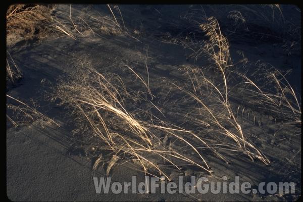 Winter View<br>(Location of Picture: Wenatchee, Washington, USA)