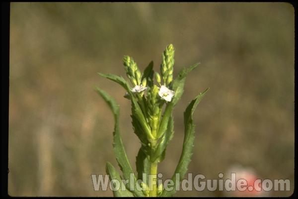 Silhouette by Parts - Line Drawing<br>(Origin of the Specimen: Britton and Brown)