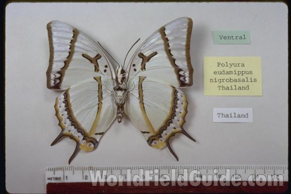Male - Ventral<br>(Origin of the Specimen: Thailand)