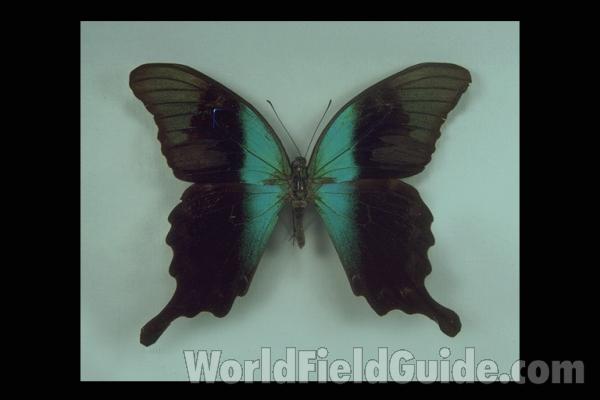 Male - Dorsal<br>(Origin of the Specimen: Celebes, Indonesia)