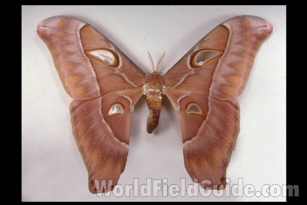 Female - Dorsal<br>(Origin of the Specimen: Papua New Guinea)