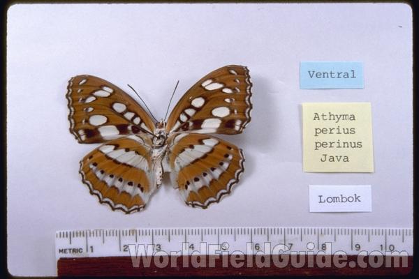 Male - Ventral<br>(Origin of the Specimen: Lombok, Indonesia)