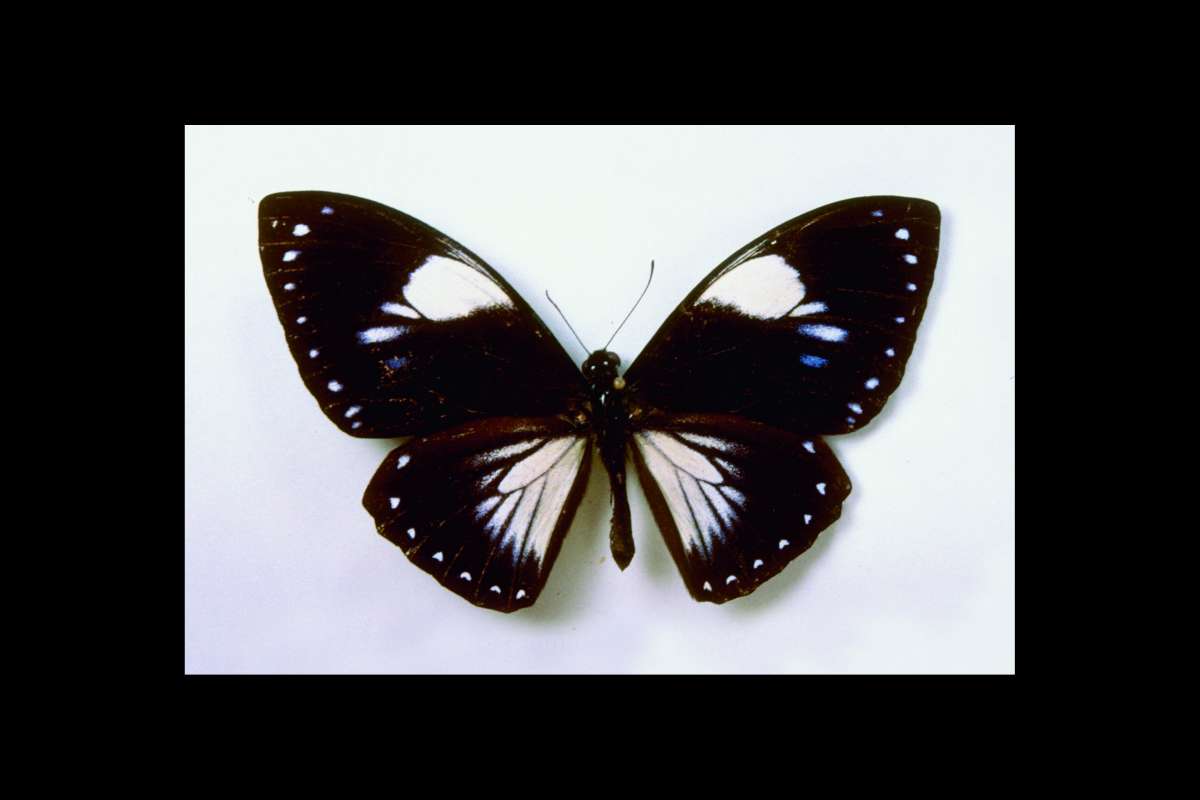 Male - Form Aegialis<br>(Origin of the Specimen: Sumatra)
