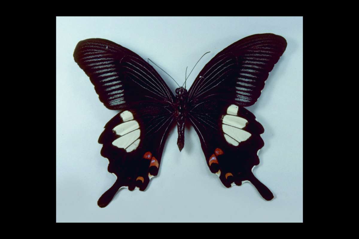 Male - Ventral<br>(Origin of the Specimen: Negros, Philippines)
