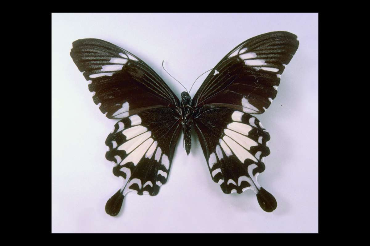 Female - Ventral<br>(Origin of the Specimen: Cameron Highland, Malaysia)