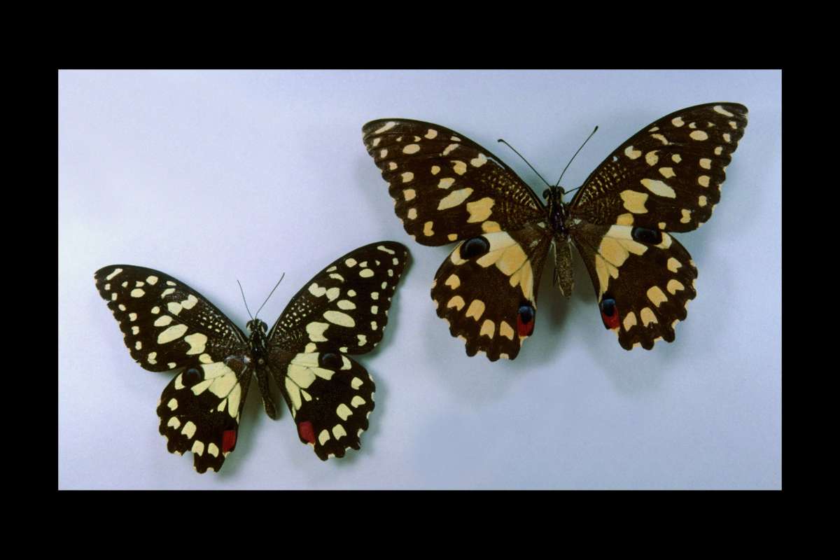 Pair - Dorsal<br>(Origin of the Specimen: Romblon, Philippines)