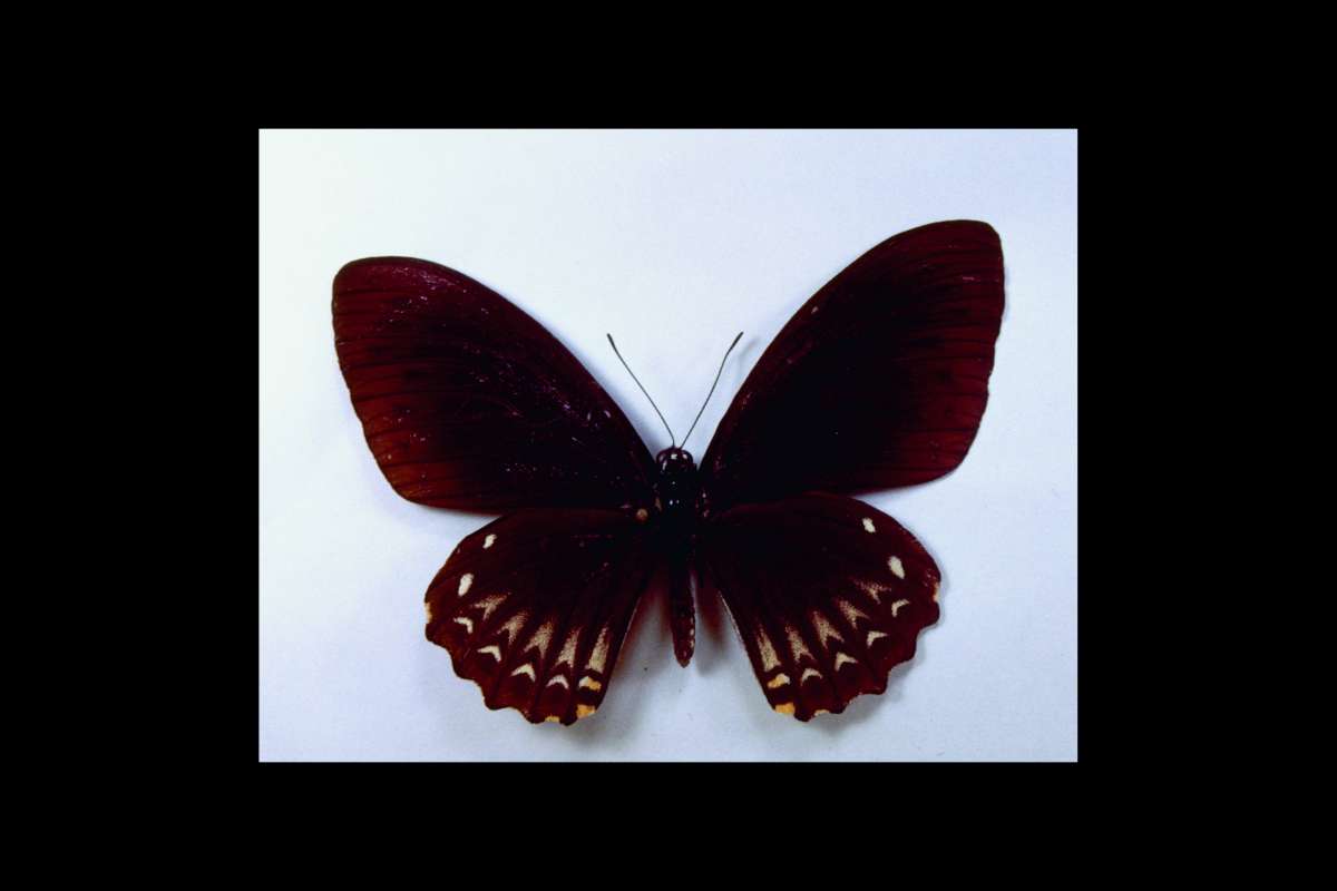 Female - Form Onpape<br>(Origin of the Specimen: Malaysia)