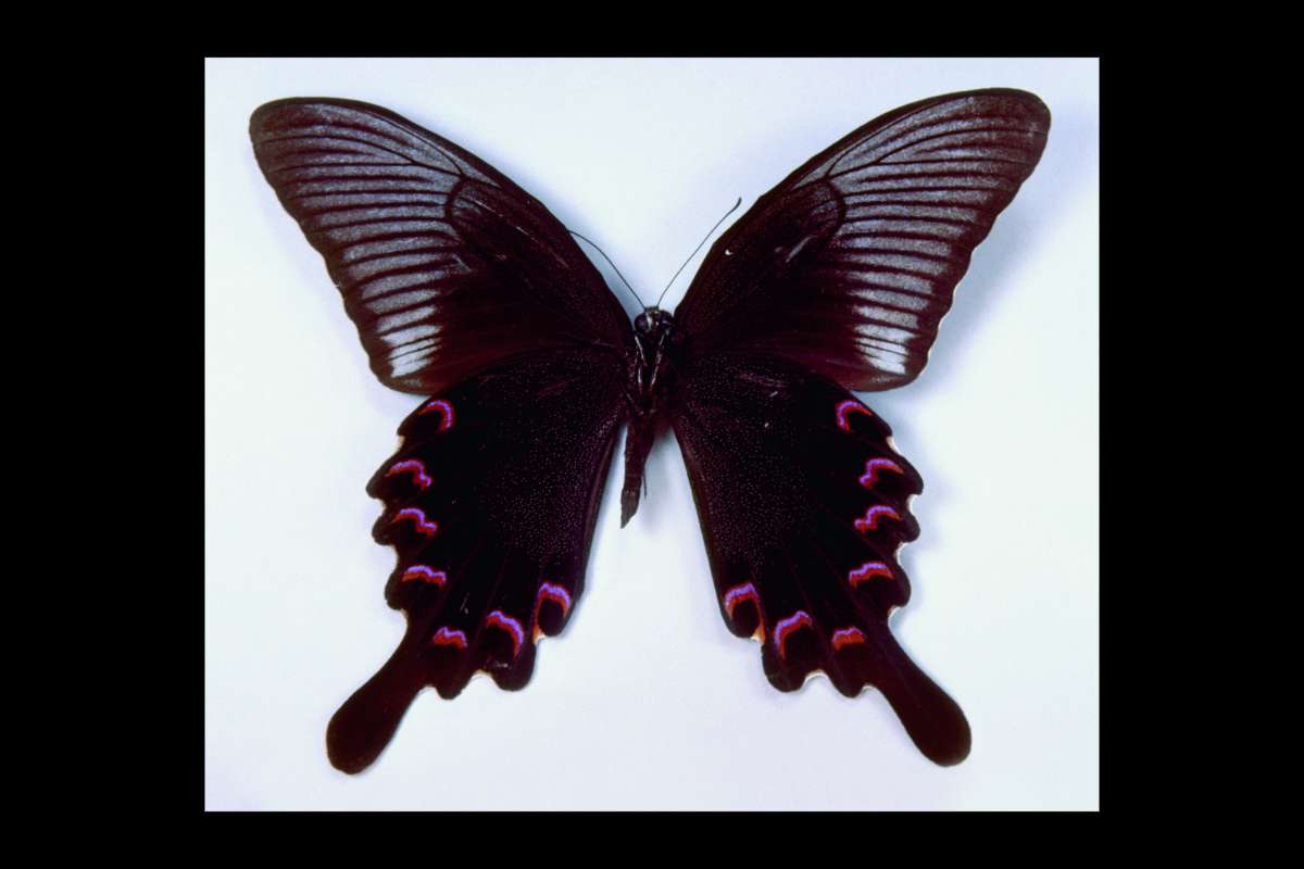 Male - Ventral<br>(Origin of the Specimen: Szechwan, China)