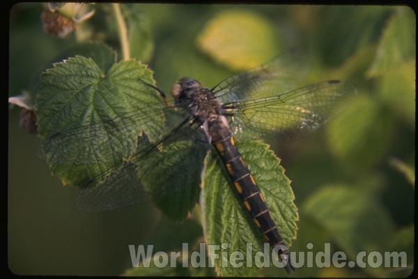 Female<br>(Location of Picture: Dive Lake, Washington)