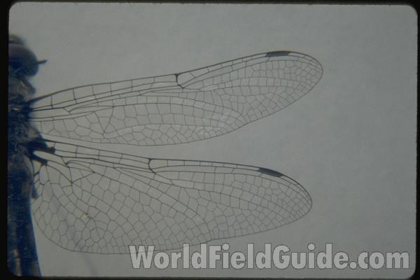 Wing Close-up<br>(Location of Picture: Dive Lake, Washington, USA)