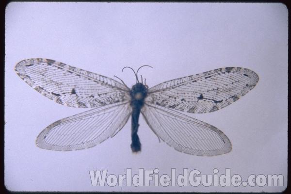 Female - Dorsal<br>(Origin of the Specimen: Okanogan, Washington, USA)